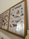 plakat edukacyjny zwierzęta w oceanie, morskie zwierzęta