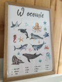 plakat edukacyjny zwierzęta w oceanie, morskie zwierzęta